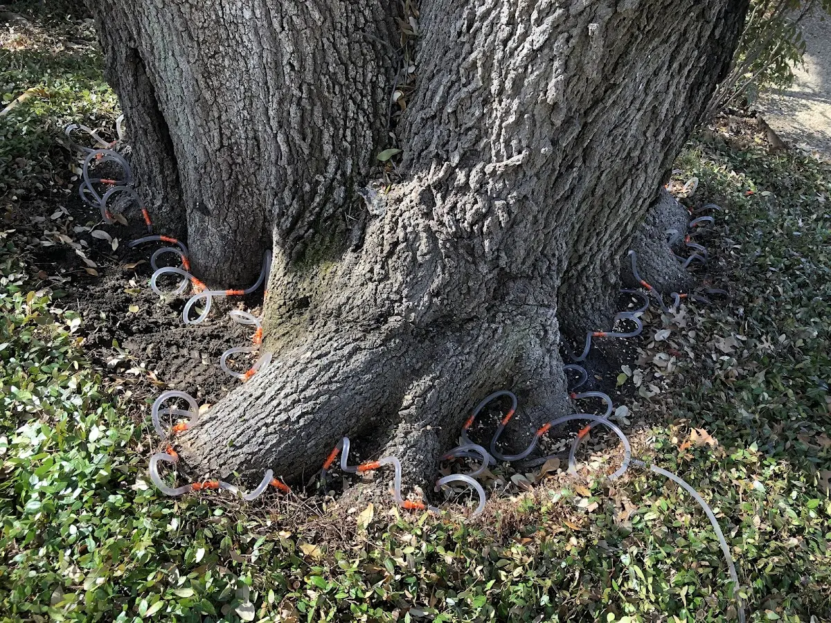 Detailed Tree Cabling and Bracing job site in Shamokin