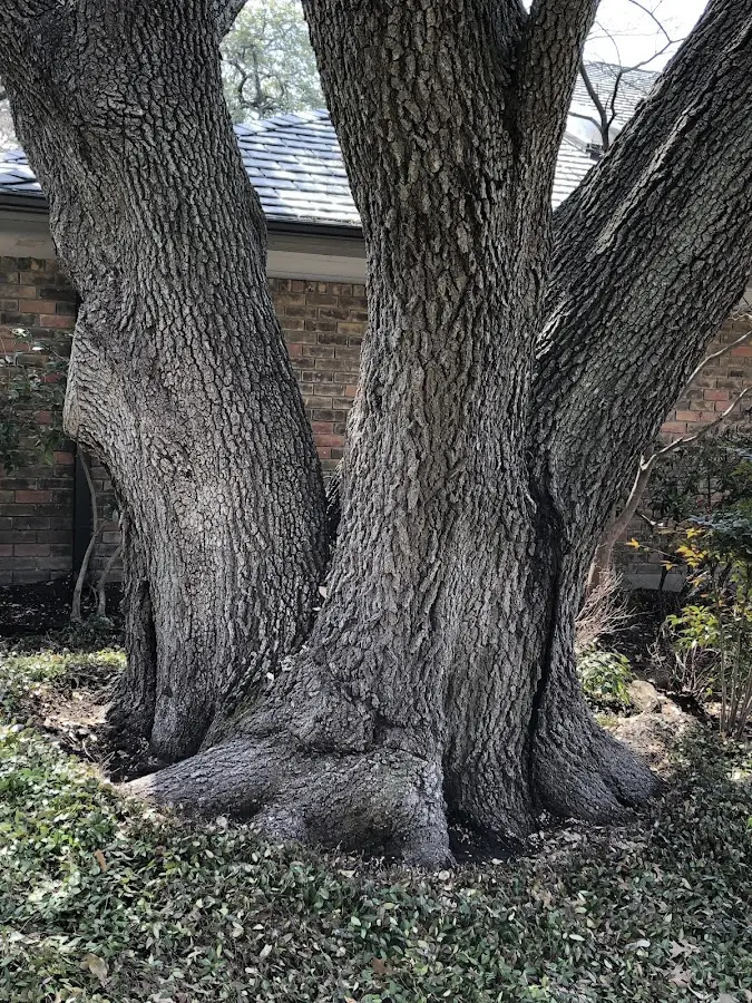 Mature heritage tree close to a Shamokin property cared for by certified arborists